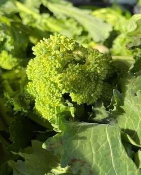 Cime di rapa fresche
