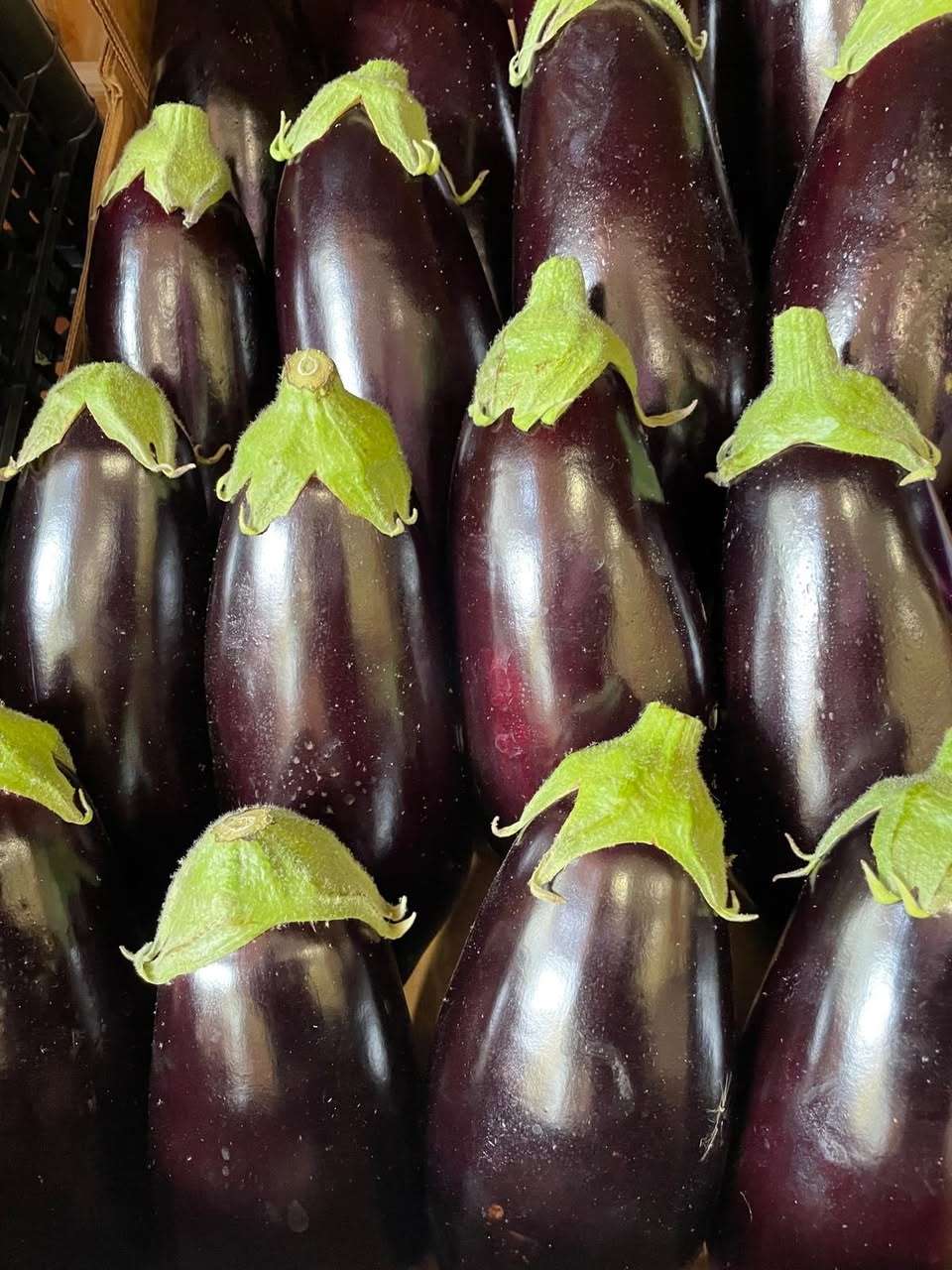 Melanzane viola lucide