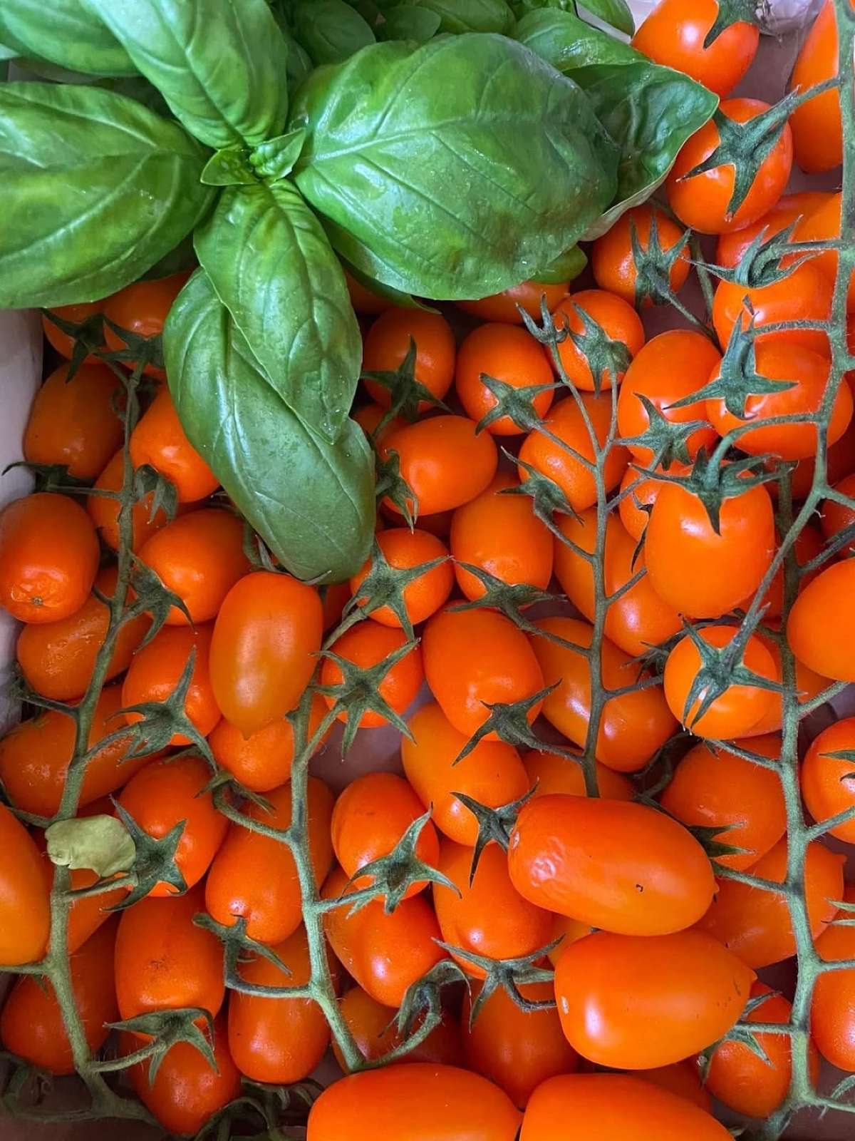 Pomodorini datterini arancioni con basilico