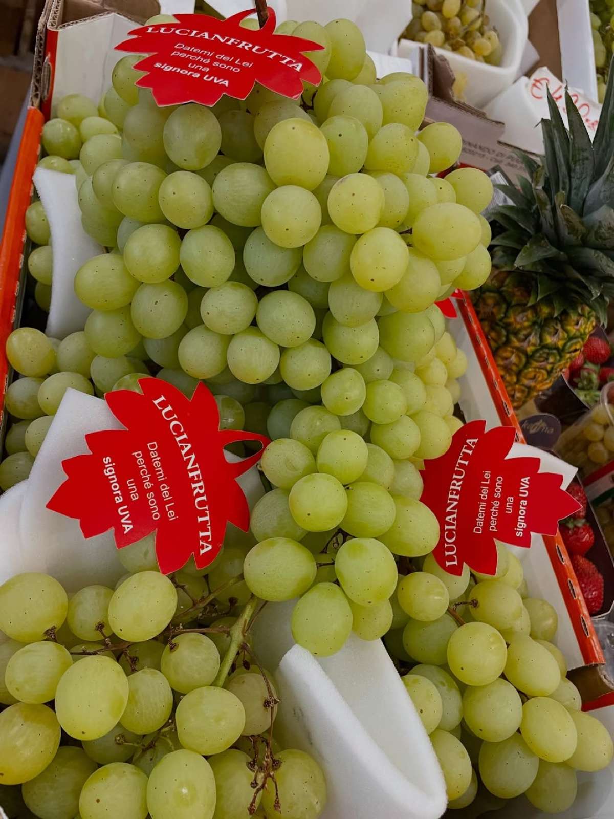 Grappoli di uva bianca