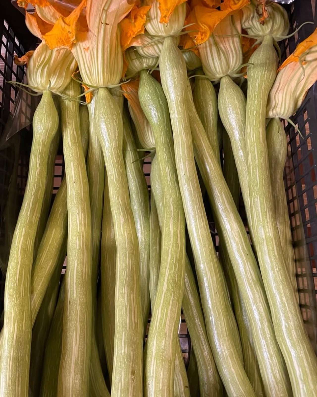 Zucchine trombetta con il fiore