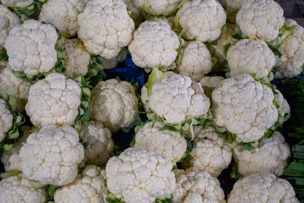 Cavolo Bianco