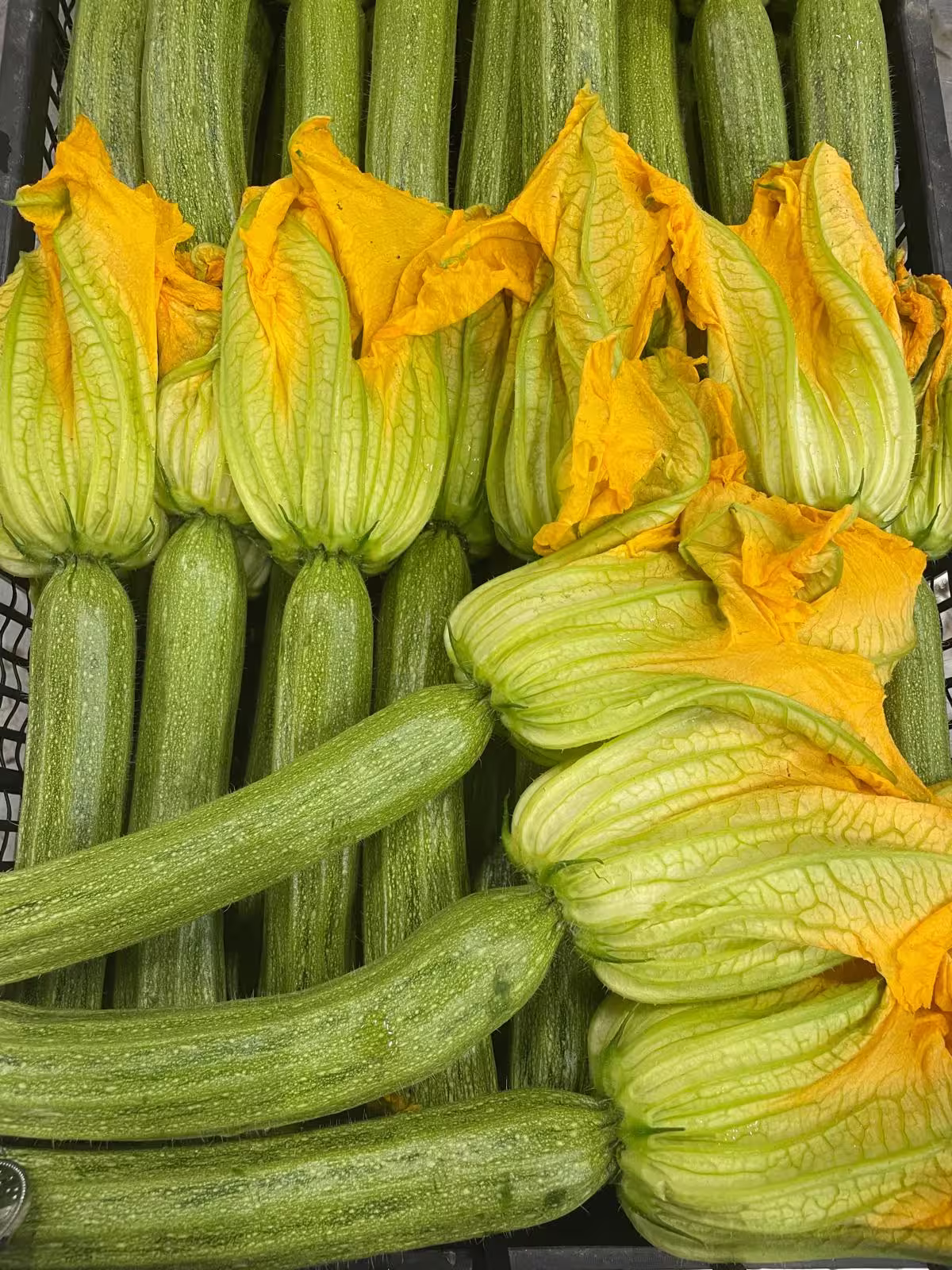 Zucchine